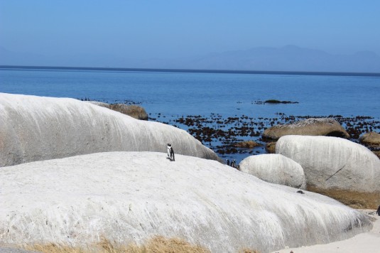 Boulders Penguin Colony_2
