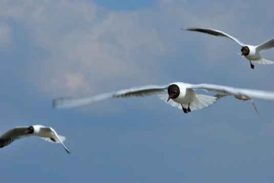 Schiffsbegleiter am Meer der Wiener
