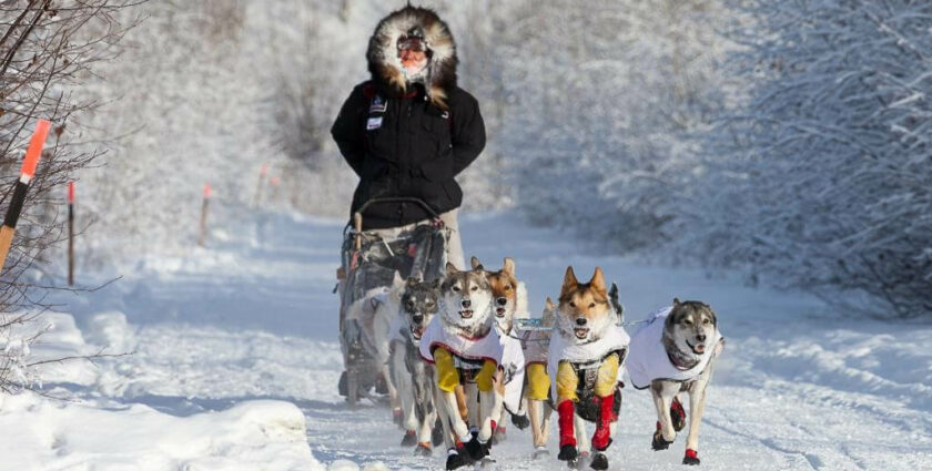 Yukon Quest – das härteste Hundeschlittenrennen der Welt