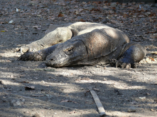 Ein Riesewaren auf Komodo