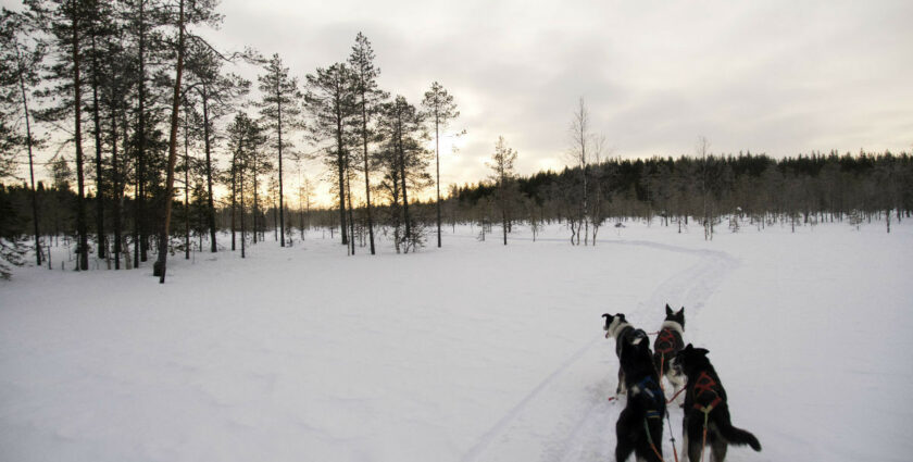 Mit dem Hundeschlitten durch die Wildnis Finnlands