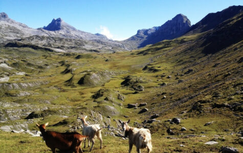 11-Die-Ziegen-begleiteten-uns-die-ganze-Zeit