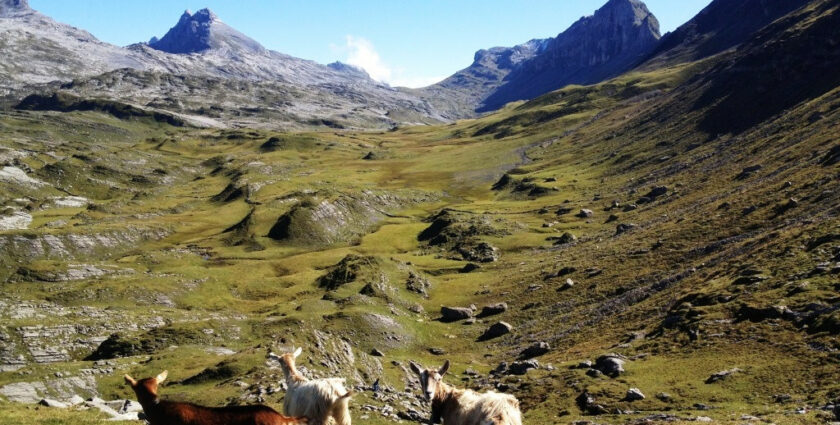 Wandern auf der Glattalp mit 2000 Schafen und hinterherlaufenden Ziegen