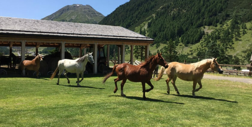 Pferderanch und Hochseilpark – Livigno für Familien