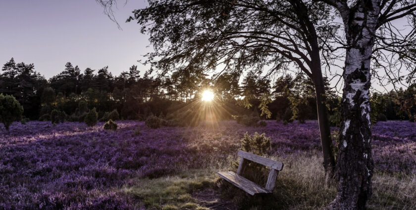 Digital Detox Country – die Lüneburger Heide