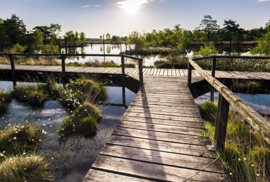 Pietzmoor Wollgrasbluete © Lüneburger Heide GmbH