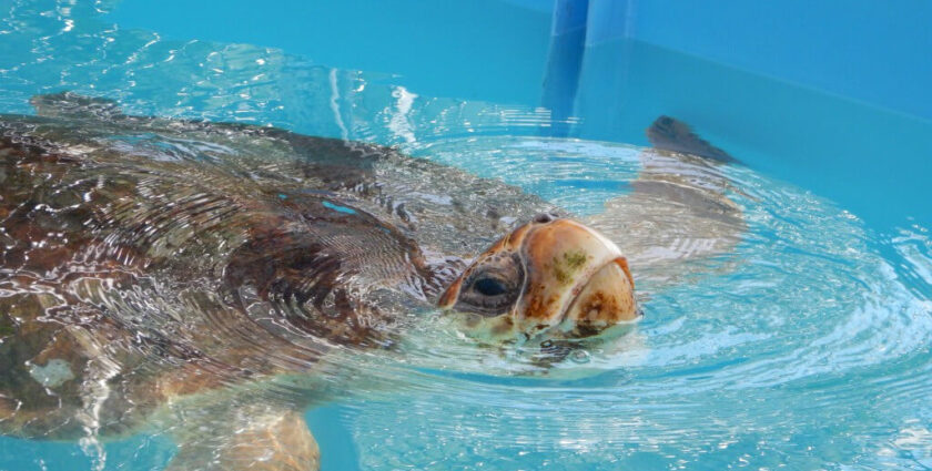 Die Schildkröten von Marathon