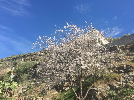 Mandelblüte im Winter