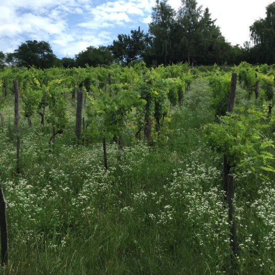 Wohnen mitten im Weinberg