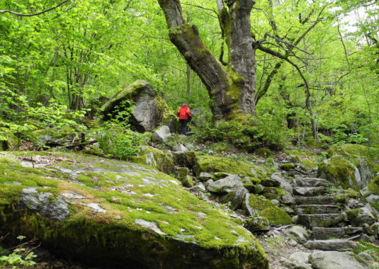 Durch den Wald zum Wasserfall