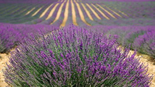 Ein Lavendelfeld in der Provence