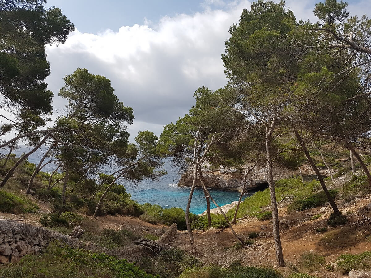 Durch ein Kiefernwäldchen zum Strand von Calo des Moro