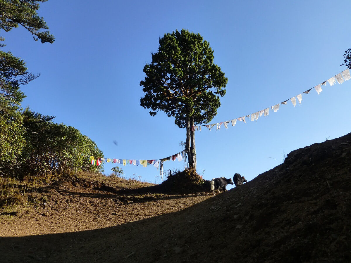 Passübergang mit Yaks in Bhutan