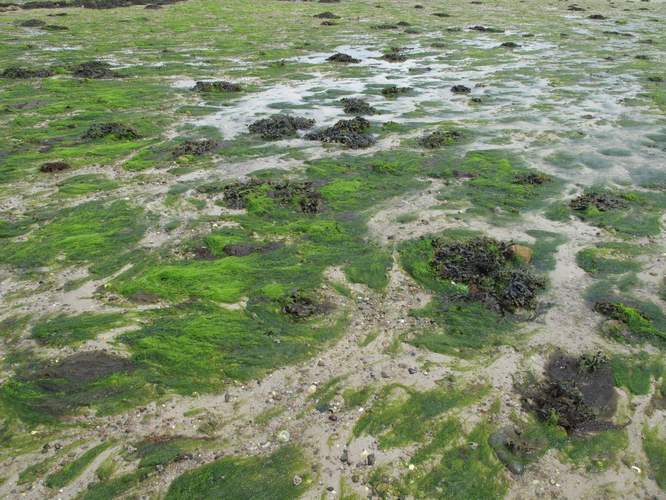 algen meer sand strand kanalinsel