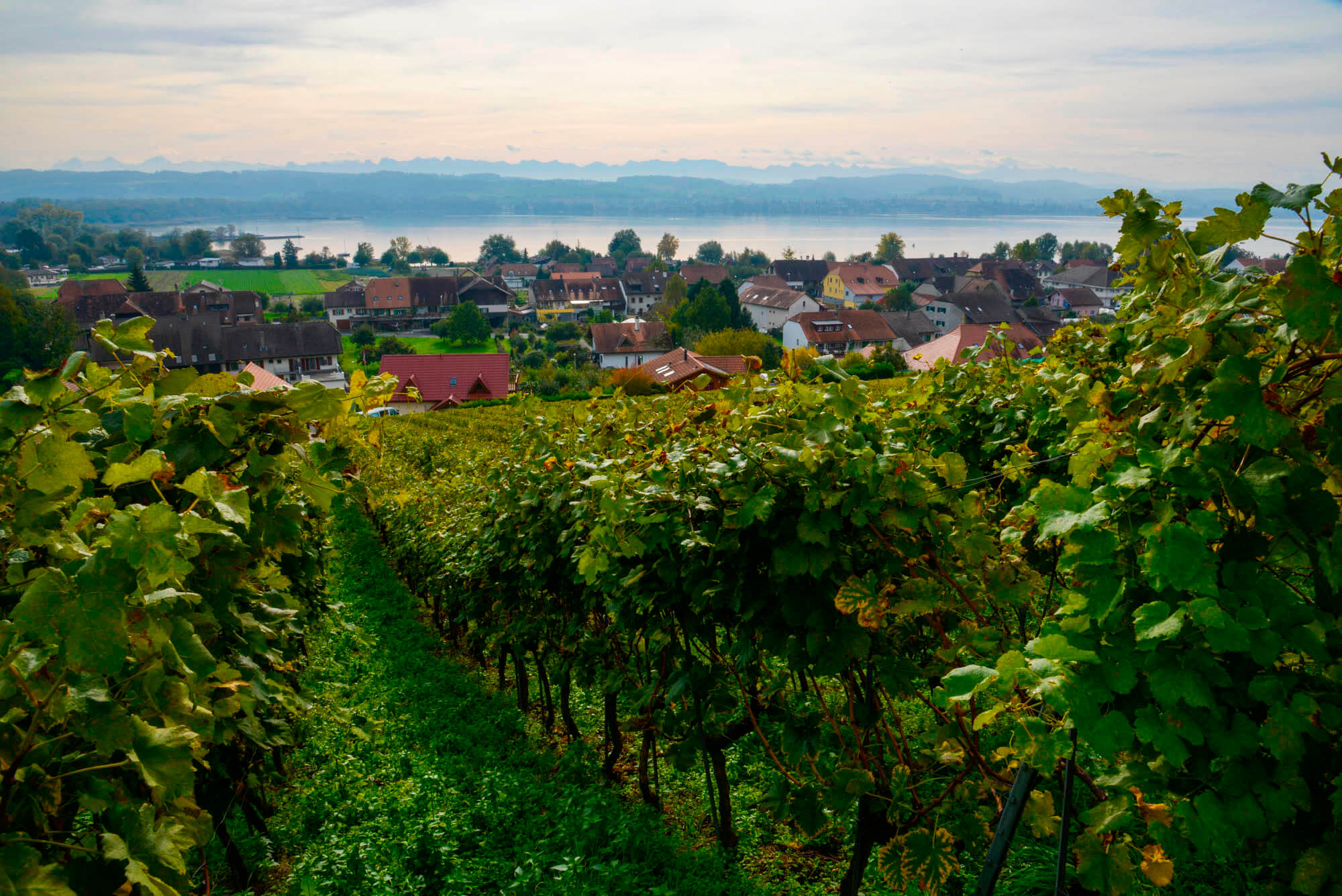 c staffelbach murtensee aussicht wein