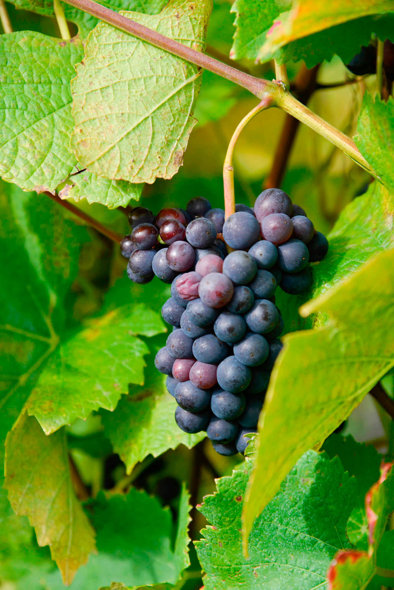 c staffelbach urtensee wein weintrauben