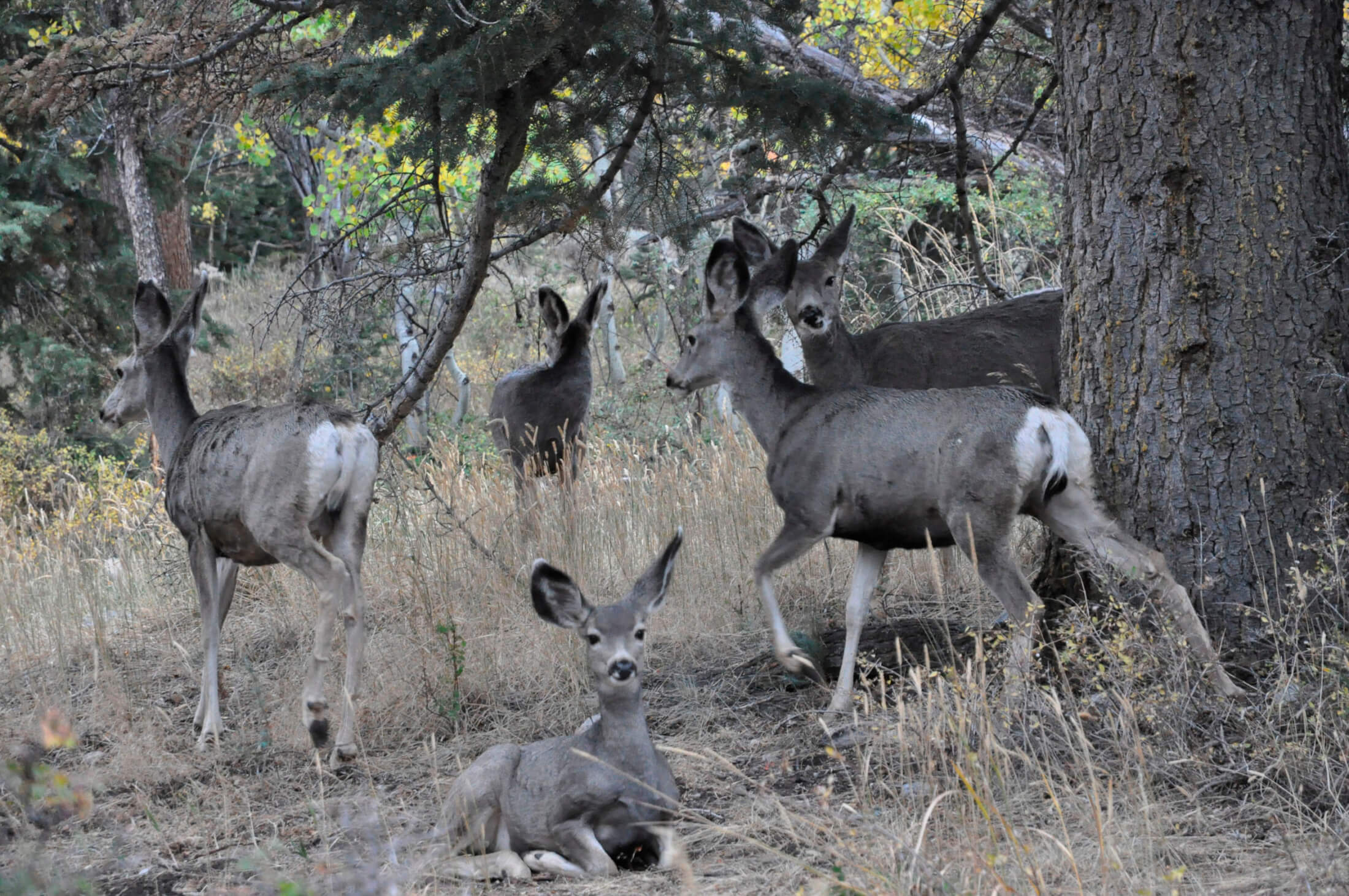 heinz staffelbach great basin nationalpark maultierhirsch lehman creek campground