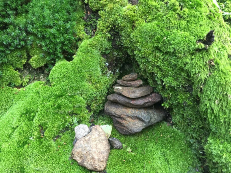 Wald Yogaweg Tessin Wandern Gambarogno