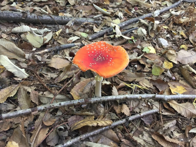 Wald Tessin Wandern Gambarogno