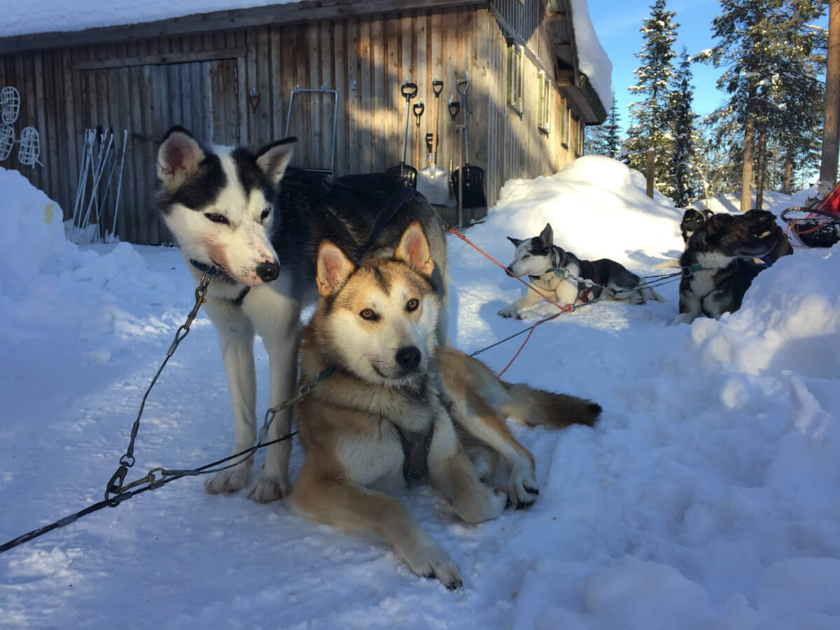 lappland-schweden huskys hundeschlitten mushen winter schnee