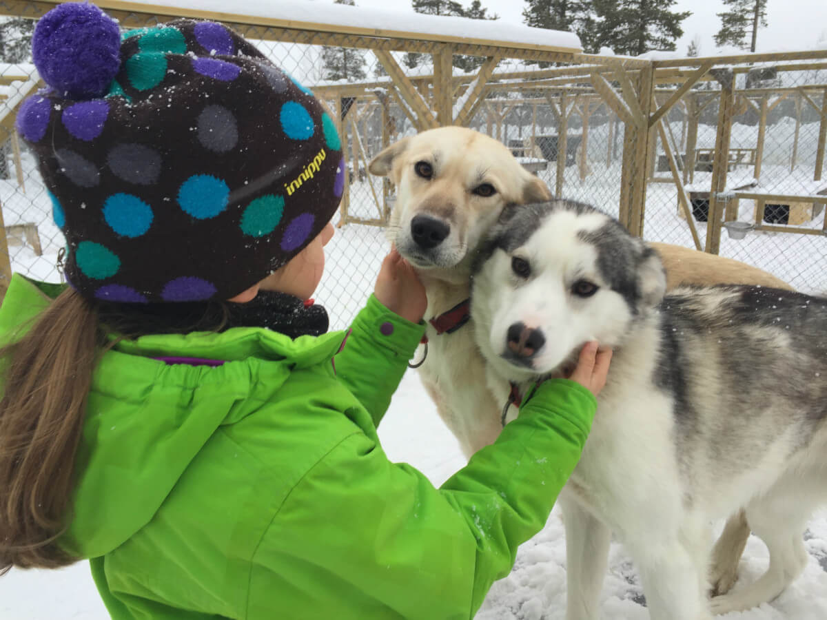 lappland-schweden huskys hundeschlitten mushen winter schnee