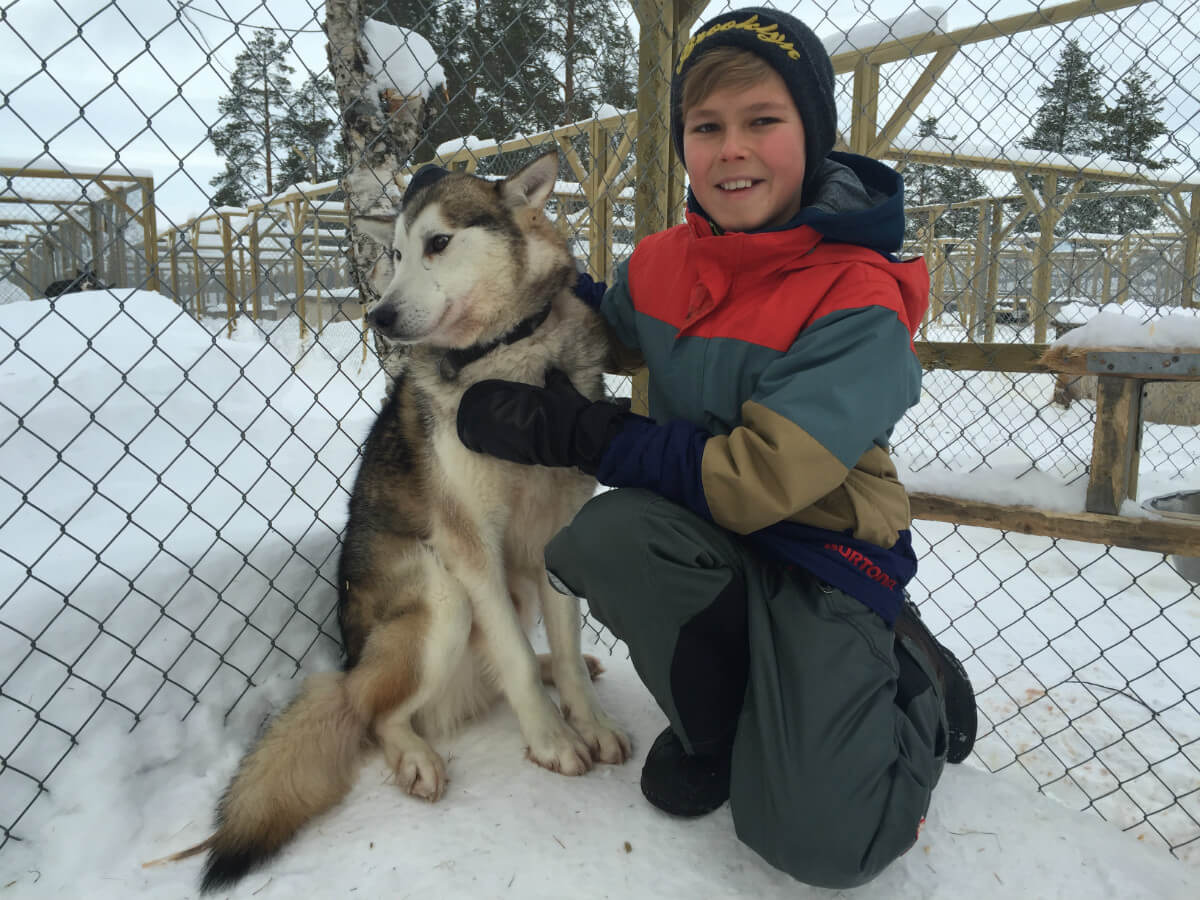 lappland-schweden huskys hundeschlitten mushen winter schnee