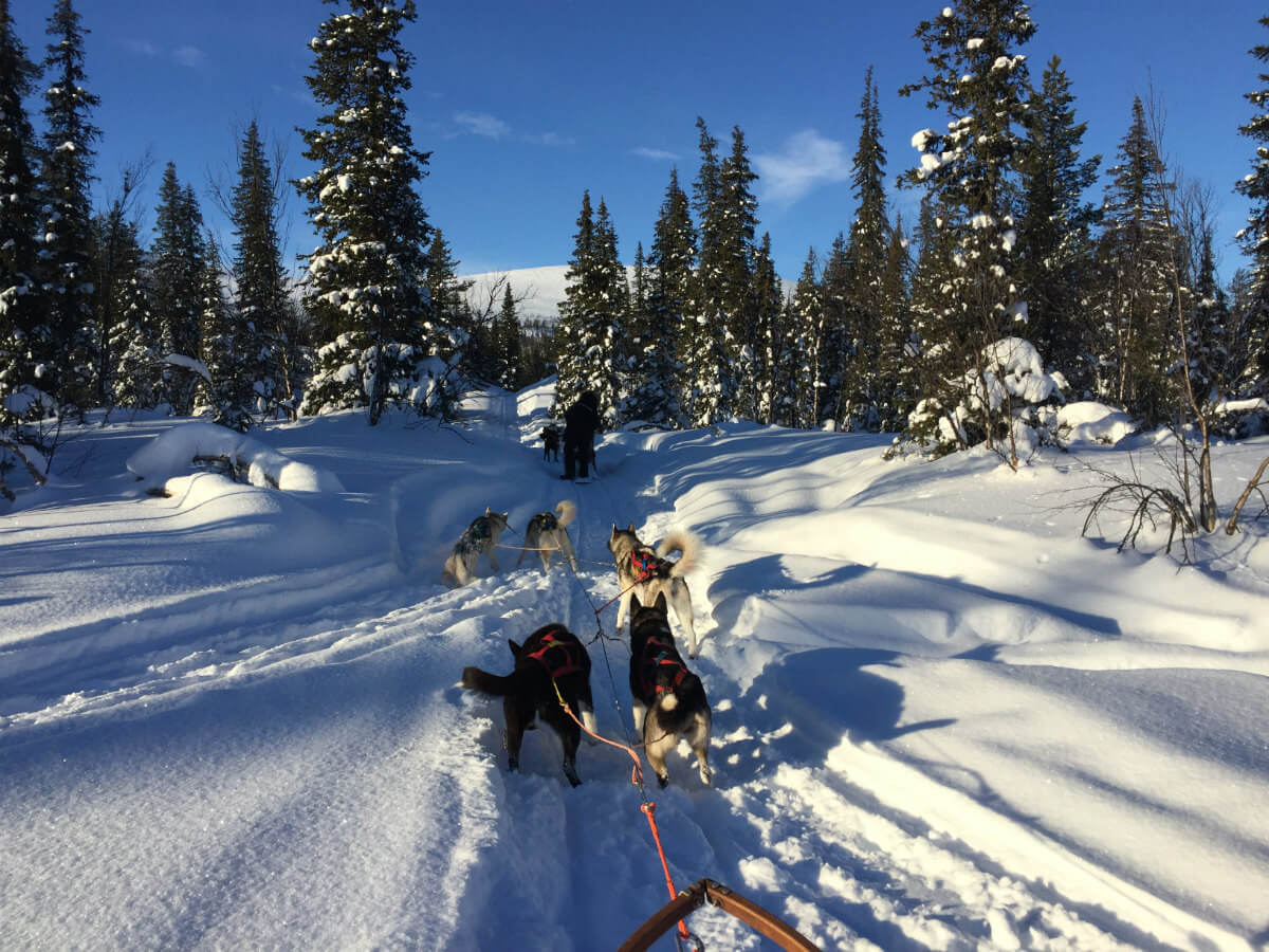 lappland-schweden-huskys hundeschlitten mushen winter schnee landschaft