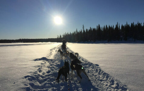 lappland-schweden-huskys-hundeschlitten-mushen-winter-schnee-landschaft