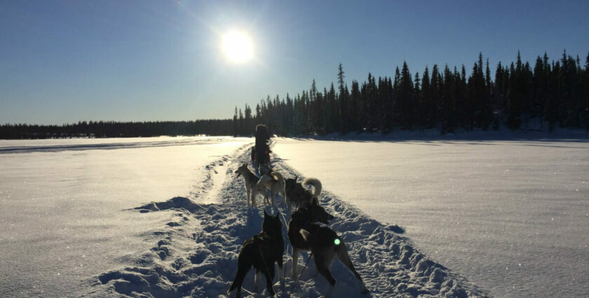 10 Dinge, die Du für Hundeschlittenferien in Lappland wissen musst