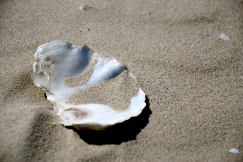 Amrum Strand Meer Muschel