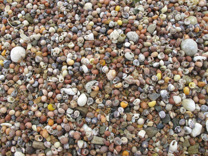 Muscheln, Kanalinseln, Jersey