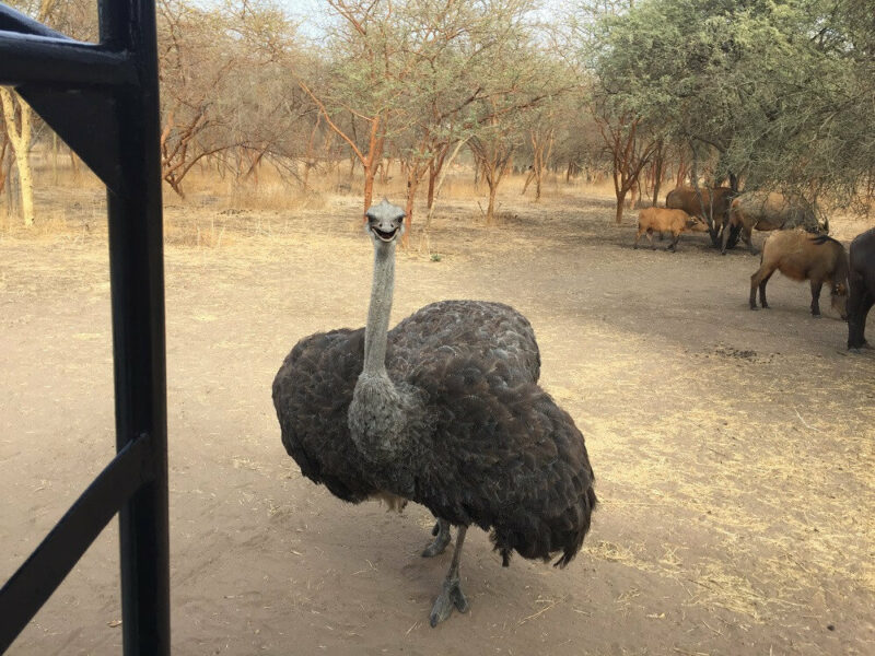 Senegal Naturreservat Bandia