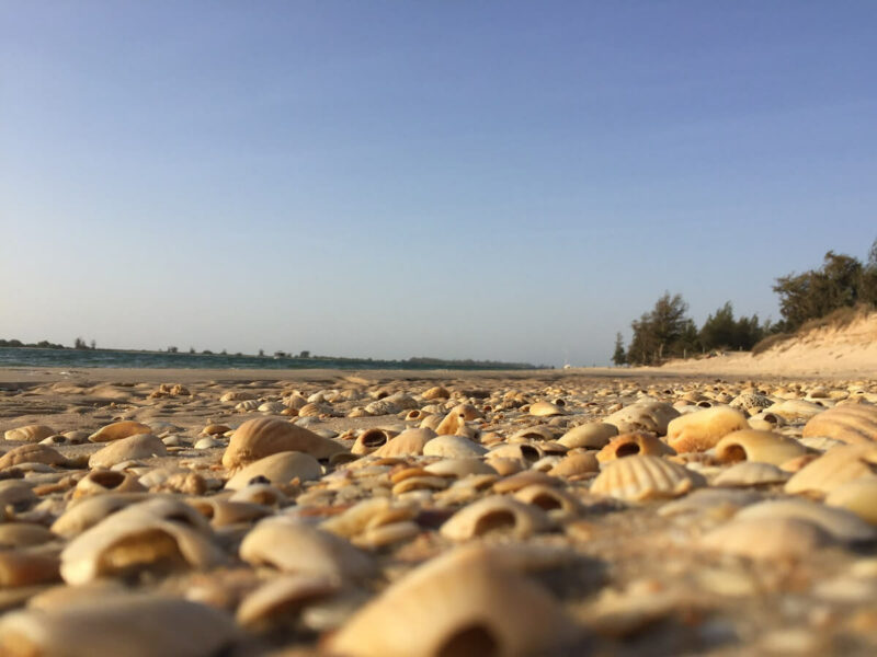Sengal Muscheln Strand