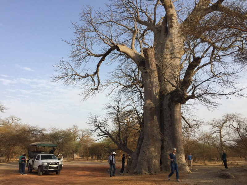 Senegal Affenbrotbaum Senegal