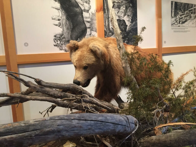 Bärenmuseum Scuol