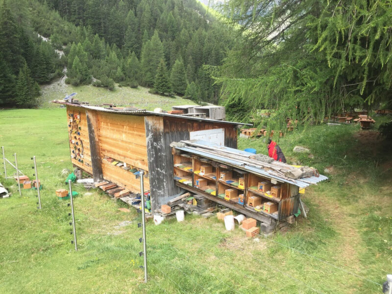 Honig Imker Scuol Bienen