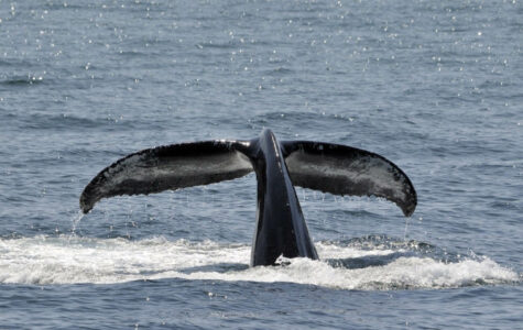 Whale watching in Kolumbien – auf Augenhöhe mit dem Buckelwal