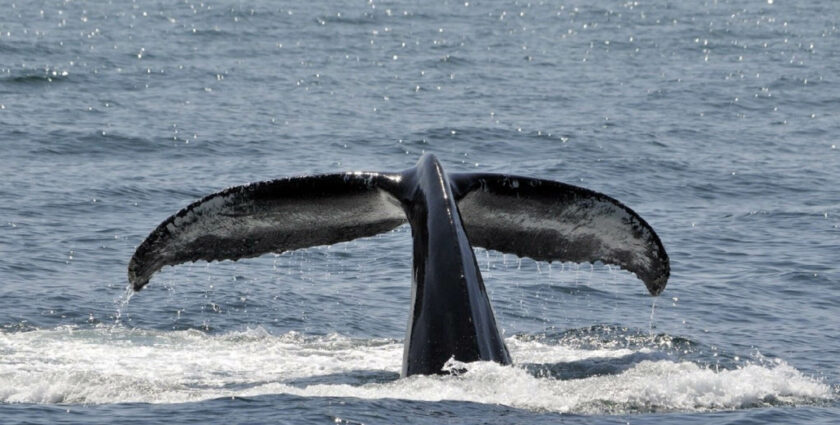 Whale watching in Kolumbien – auf Augenhöhe mit dem Buckelwal