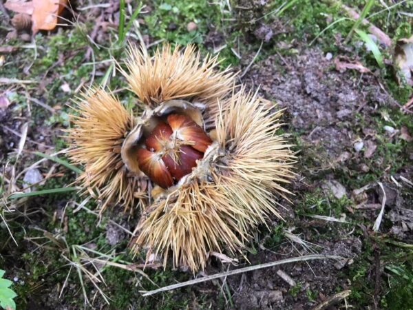 Marroni auf der Wiese