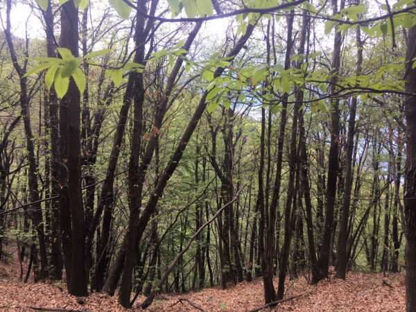 Wald Ticino