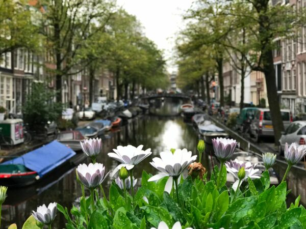Grachten mit Schiffen in Amsterdam im Hintergrund und weisse Blumen im Vordergrund.