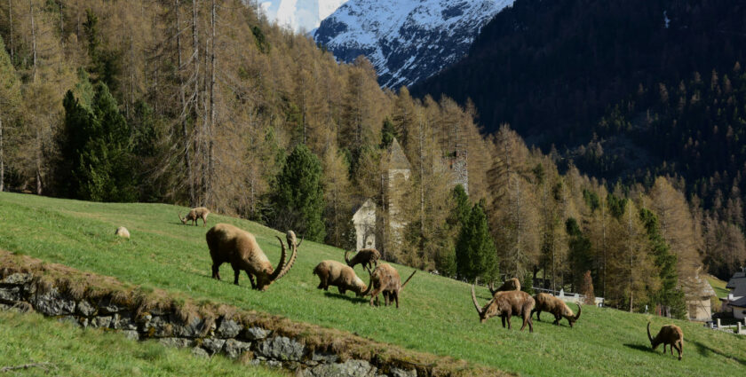 Auf Steinbock-Safari in Pontresina