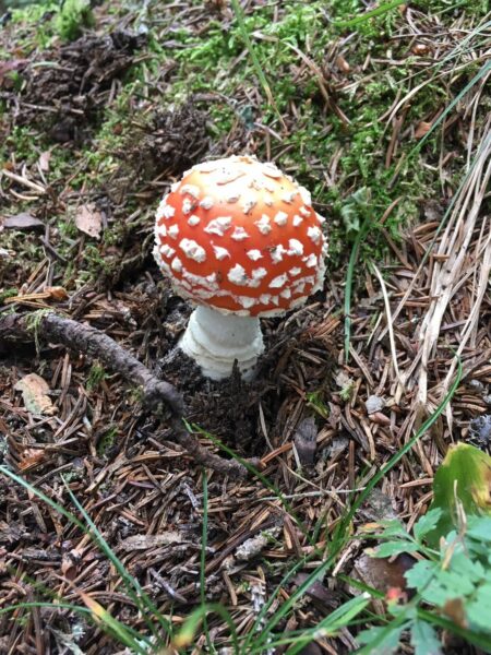 Fliegenpilz im Wald