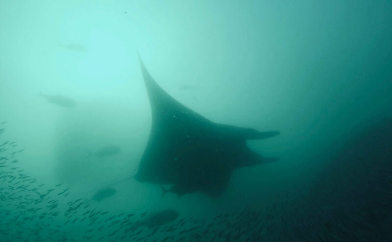 Mantarochen