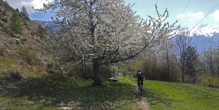 Trails, Trails, Trails: Mountainbike-Mekka Vinschgau
