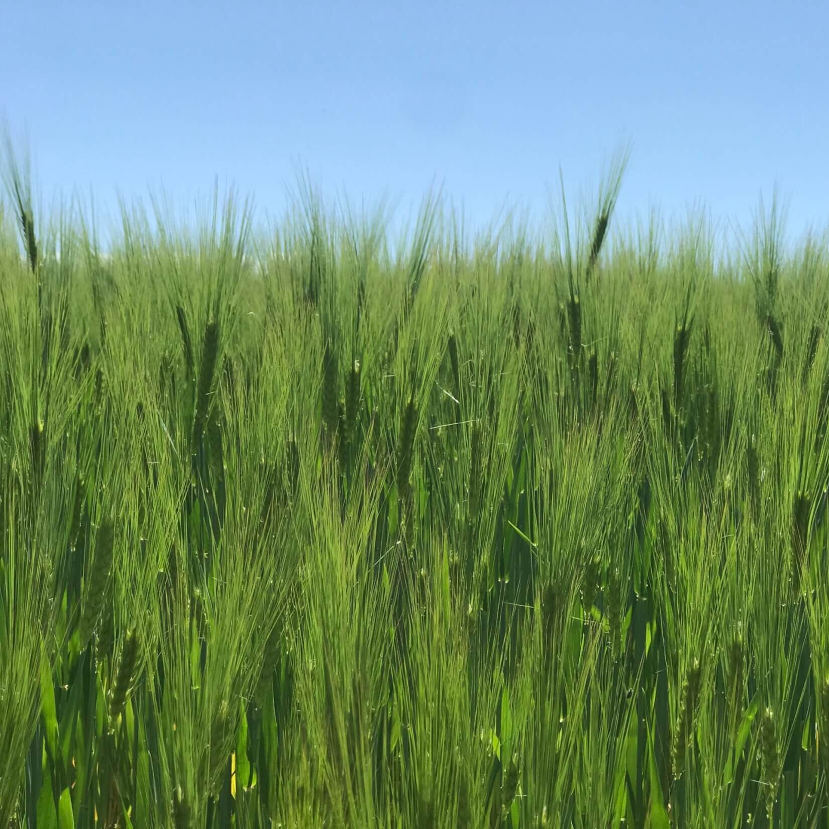 Travelistas_haengeseilbruecke_Beugenfall