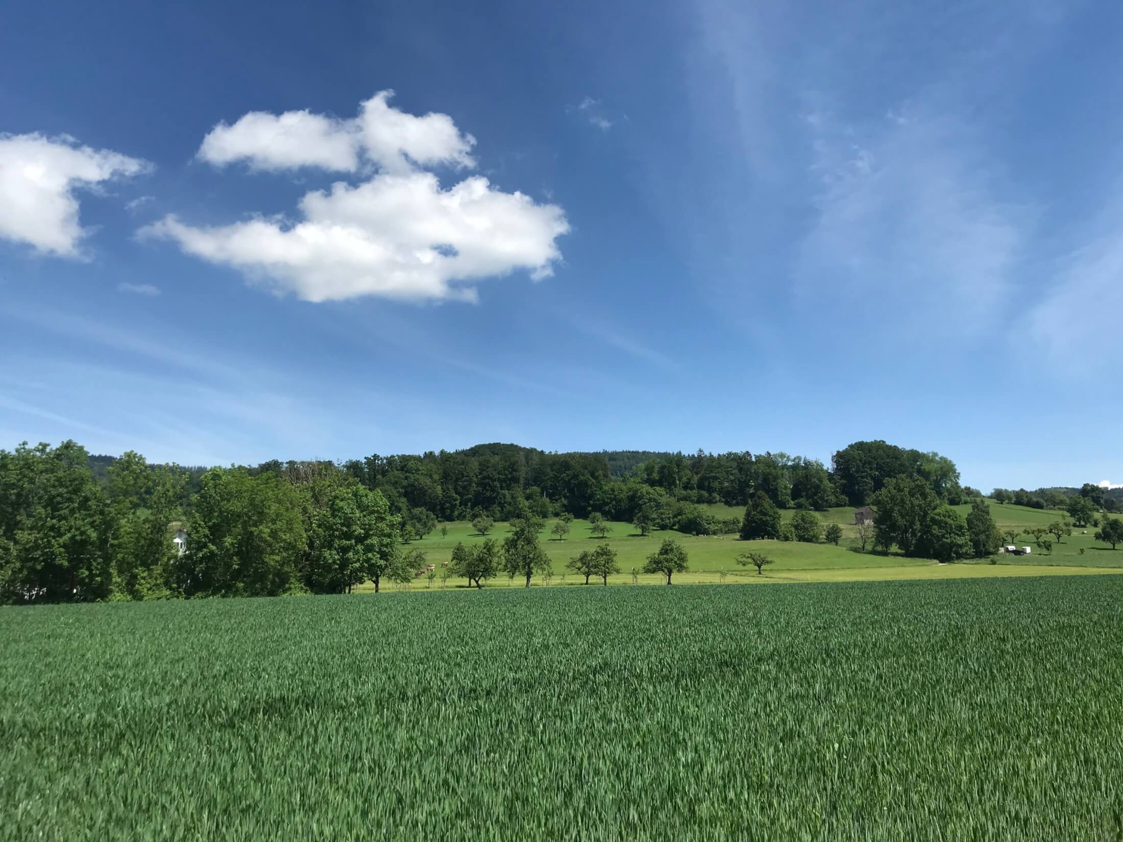 Travelistas_haengeseilbruecke_Beugenfall_Wiese