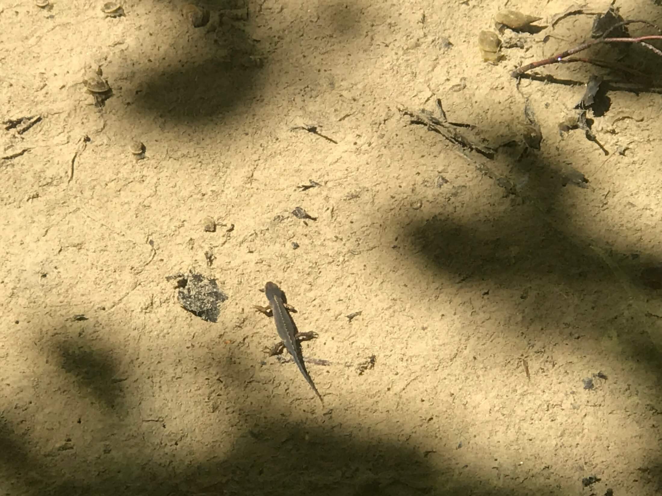 Travelistas_haengeseilbruecke_Beugenfall_Tiere