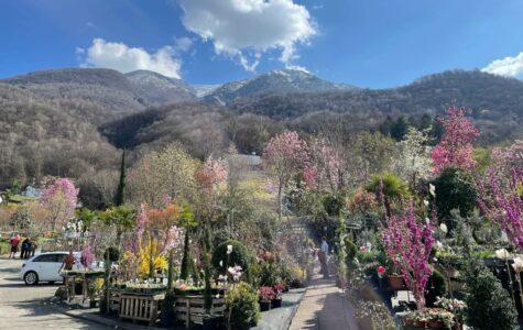 Flower Power im Tessin