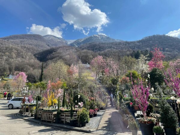 Flower Power im Tessin